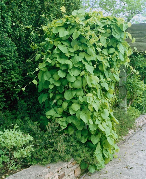 Aristolochia macrophylla, Pfeifenwinde, großblättrig, 60–100 cm