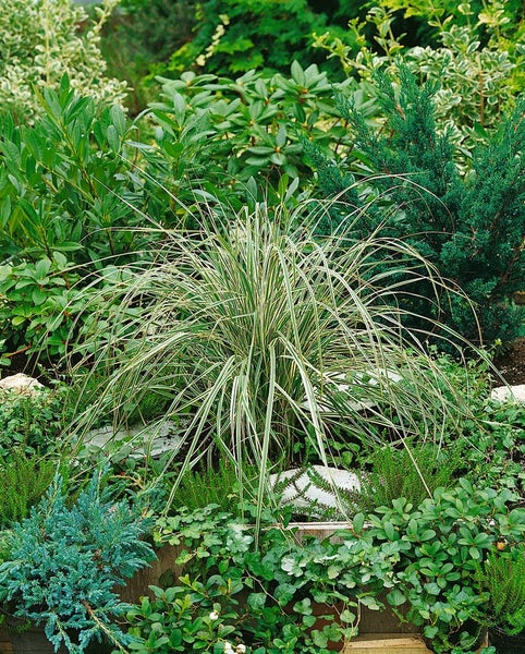 Calamagrostis x acutiflora 'Overdam', Ziergras, ca. 9x9 cm Topf