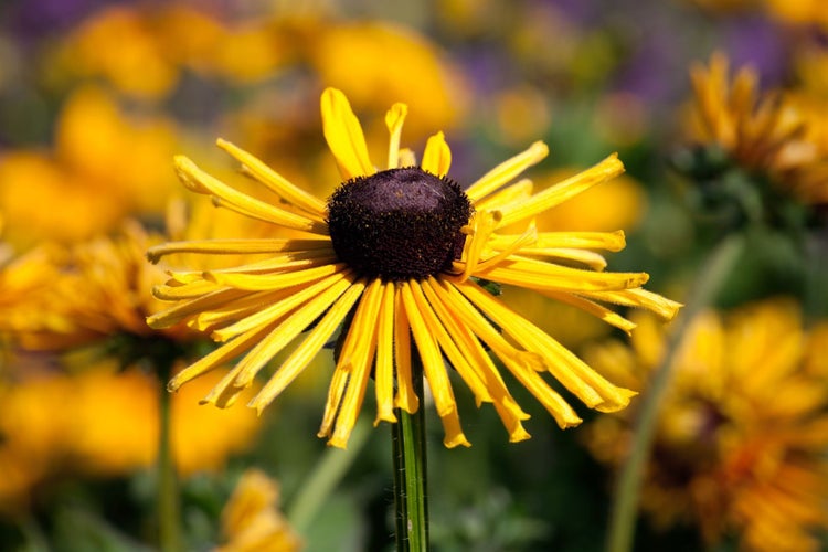 Gelbe Rudbeckia Blume im Garten