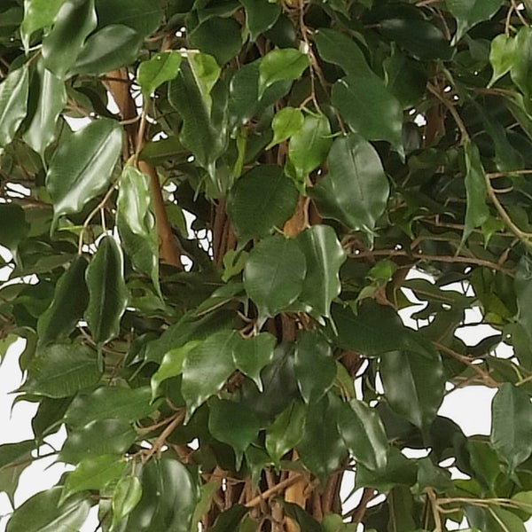 Nahaufnahme einer künstlichen Ficus-Pflanze mit dichten grünen Blättern und braunen Zweigen.