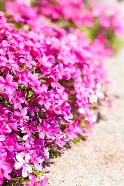 Phlox douglasii 'Crackerjack', Polsterphlox, leuchtend rosa, ca. 9x9 cm Topf