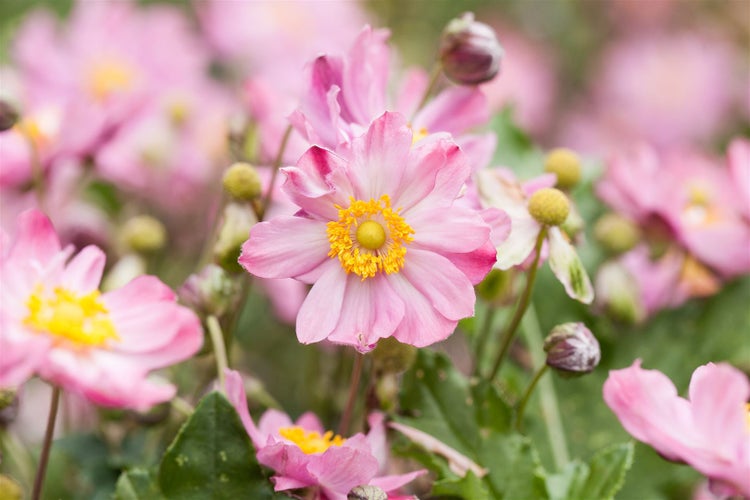 Anemone japonica 'Königin Charlotte', Herbstanemone, rosa, ca. 9x9 cm Topf