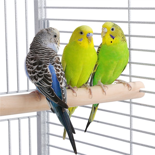 Drei Wellensittiche sitzen auf einer Holzstange in einem Vogelkäfig.