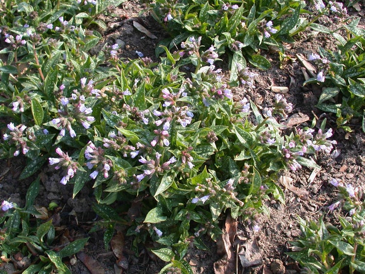 Blühendes Lungenkraut im Gartenbeet