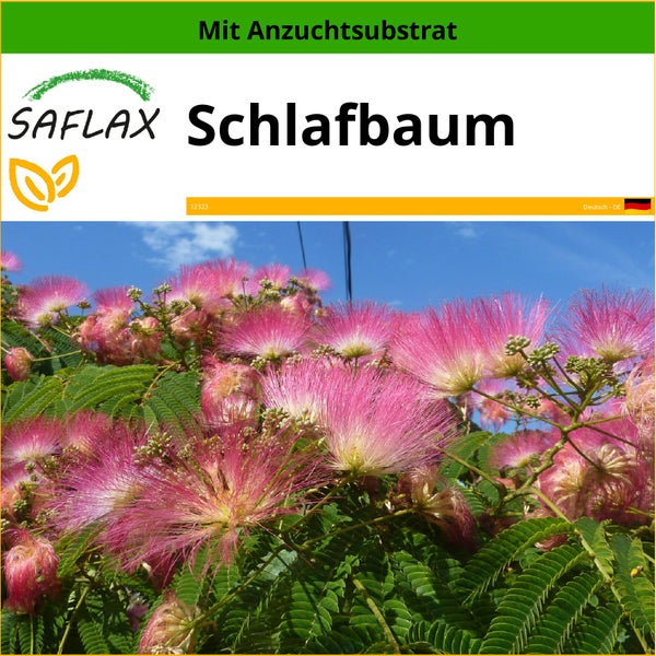 SAFLAX  - Schlafbaum - Albizia julibrissin - 50 Samen - Mit keimfreiem Anzuchtsubstrat