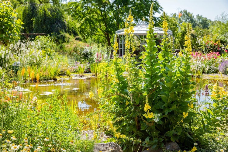 Üppiger Gartenteich mit vielfältiger Bepflanzung und einem Pavillon im Hintergrund.