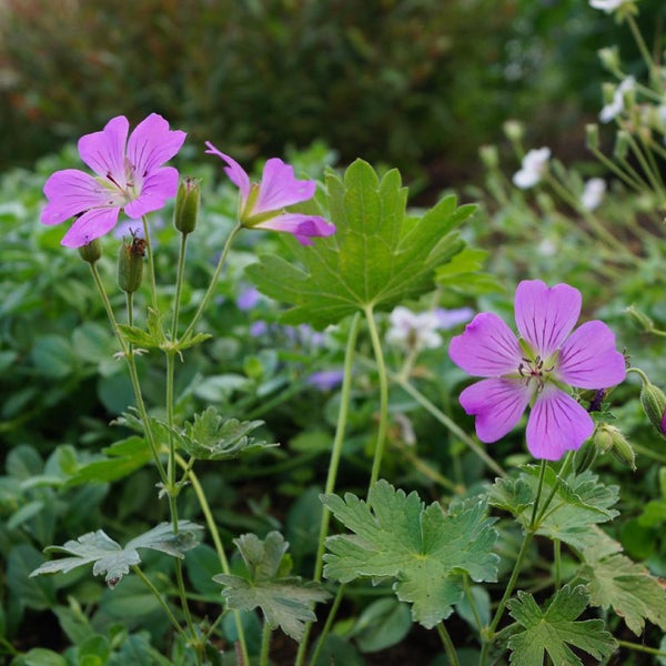 Nahaufnahme von lila Storchschnabelblüten im Garten.