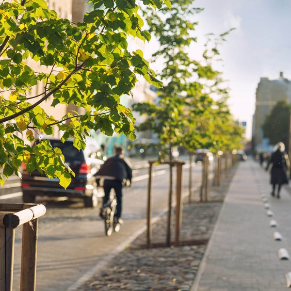 Jungbäume mit grünen Blättern in einer Reihe an einer Straße. Die Bäume sind durch Baumpfähle aus Holz gesichert.