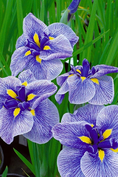 Iris ensata, Japanische Sumpf-Schwertlilie, ca. 9x9 cm Topf