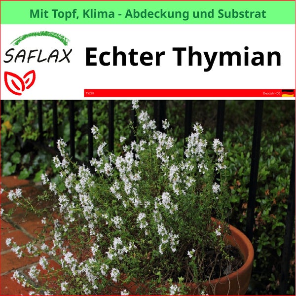 Echter Thymian im Topf mit Klimaabdeckung und Substrat