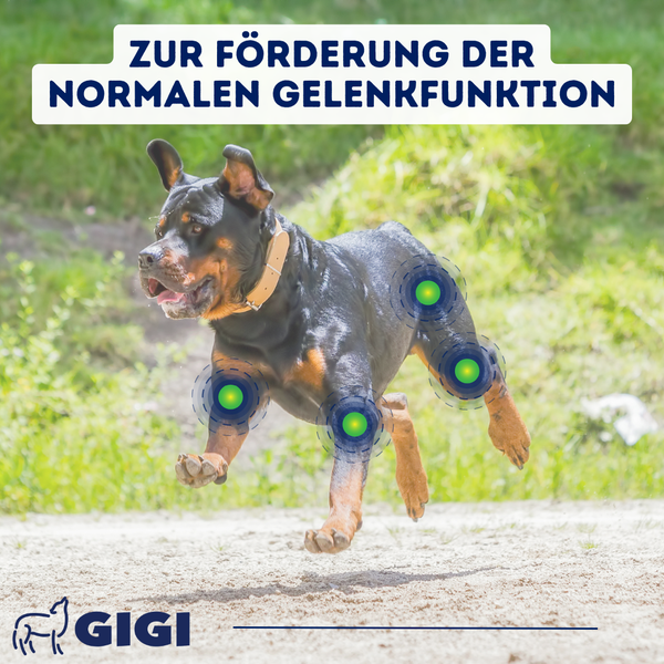 Ein Hund rennt zur Förderung der normalen Gelenkfunktion.