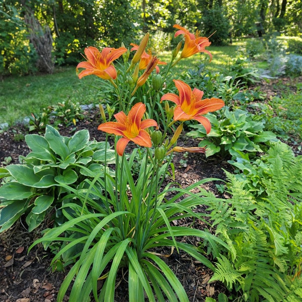 Orangefarbene Taglilien in einem Gartenbeet mit Hostas und Farnen auf Rindenmulch.