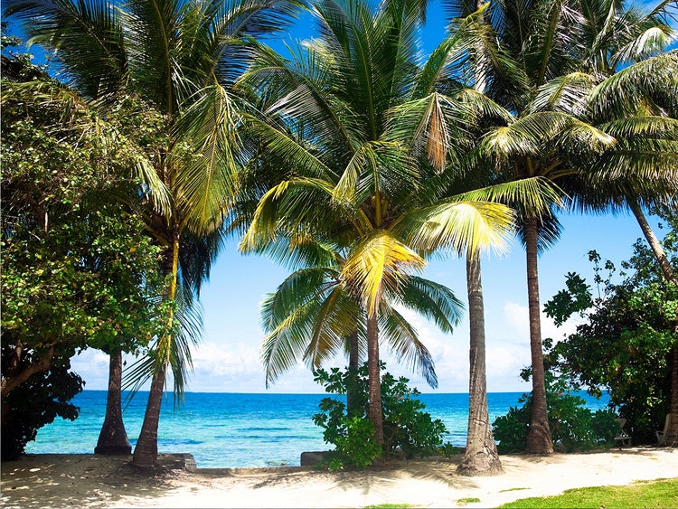 Szene mit Palmen am Strand und Blick auf das Meer