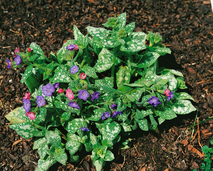 Pulmonaria saccharata, Lungenkraut, gefleckte Blätter, ca. 9x9 cm Topf