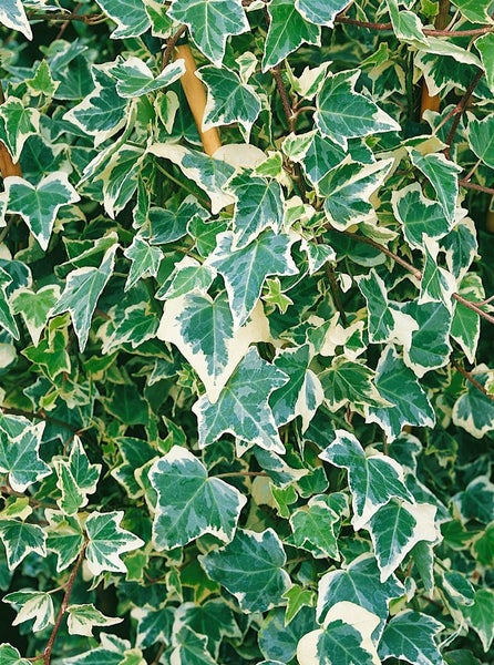 Hedera helix 'Hibernica', Irischer Efeu, 40–60 cm
