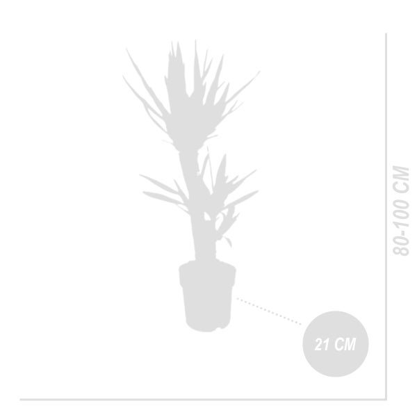 Bloomique - Yucca Elephantipes - Yucca Palme - Palmlilie - Zimmerpflanzen - Pflegeleicht - Luftreinigend - Höhe 80-100 cm - Topf 21 cm