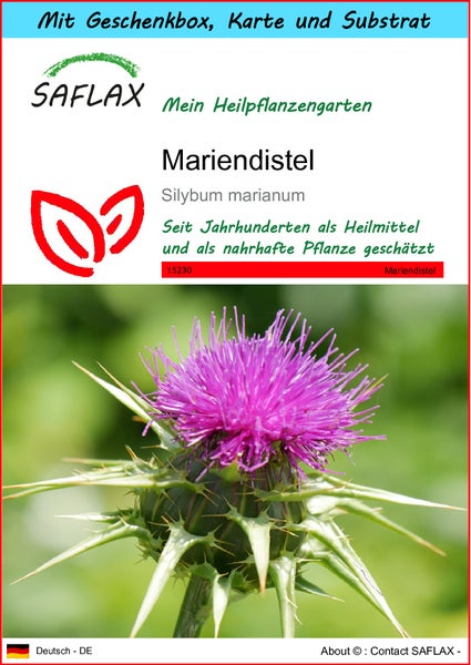 SAFLAX Geschenk Set - Mariendistel - Silybum marianum - 75 Samen - Mit Geschenkbox, Versandaufkleber, Geschenkkarte und Anzuchtsubstrat