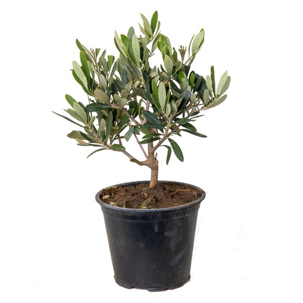 Olea europaea - Olivenbaum - Mittelmeerstrauch - Winterhart – ⌀14 cm - ↕20-30 cm