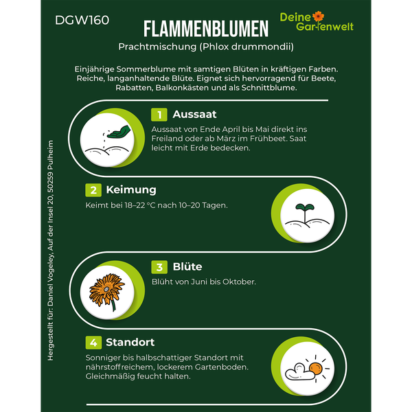 Infografik zur Aussaat und Pflege von Flammenblumen Phlox drummondii als einjährige Sommerblume mit Anzuchtanleitung für Beete und Balkonkästen.