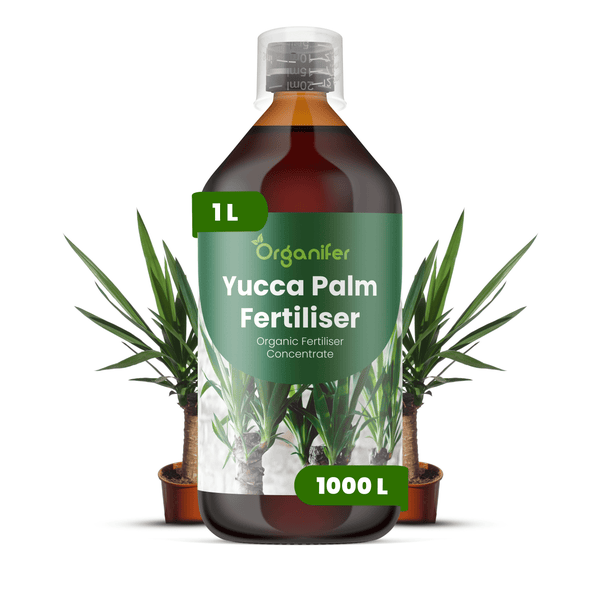 Organifer Yucca-Palmen-Dünger, organisches Konzentrat in der 1 Liter Flasche für 1000 Liter Gießwasser.