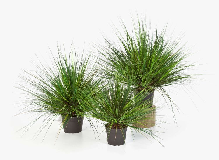 Drei dekorative Gräser in schwarzen Pflanztöpfen mit feinen, grünen Halmen.