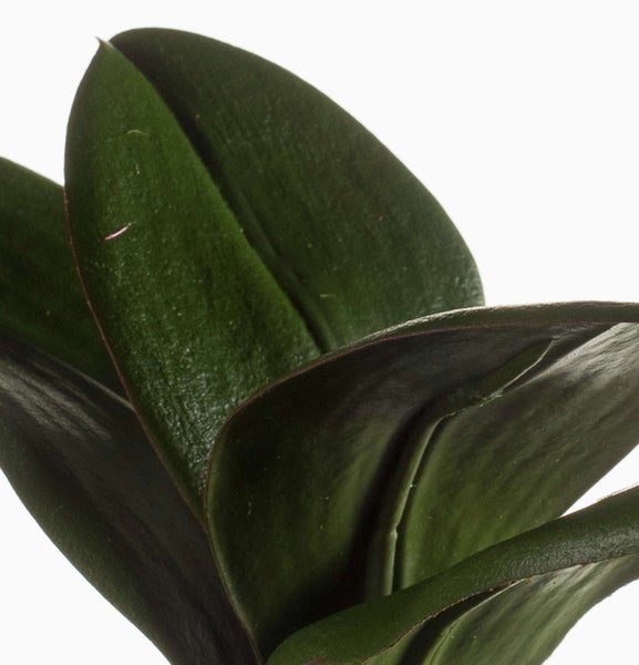 Nahaufnahme der glänzenden Blätter einer Zamioculcas Zimmerpflanze.