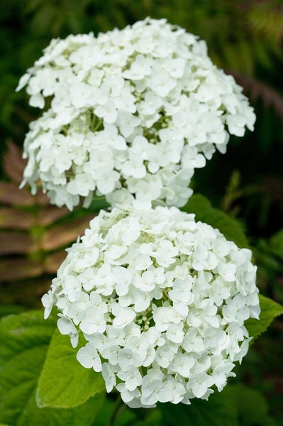 Hydrangea arborescens 'Strong Annabelle', Schneeballhortensie, weiß, 60–100 cm