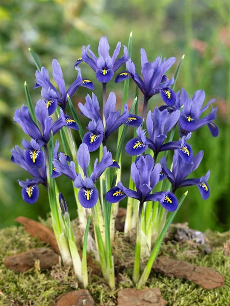 Iris reticulata 'Harmony', Zwerg-Iris, blau, ca. 9x9 cm Topf