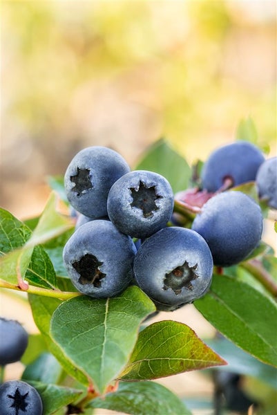 Eine Ansammlung reifer Blaubeeren an einem Strauch mit grünen Blättern.
