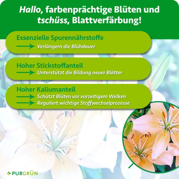 Infografik mit Wirkungsweise von Pflanzendünger für Blühpflanzen mit Fokus auf Nährstoffe und deren Vorteile für Blütenbildung und Pflanzengesundheit.