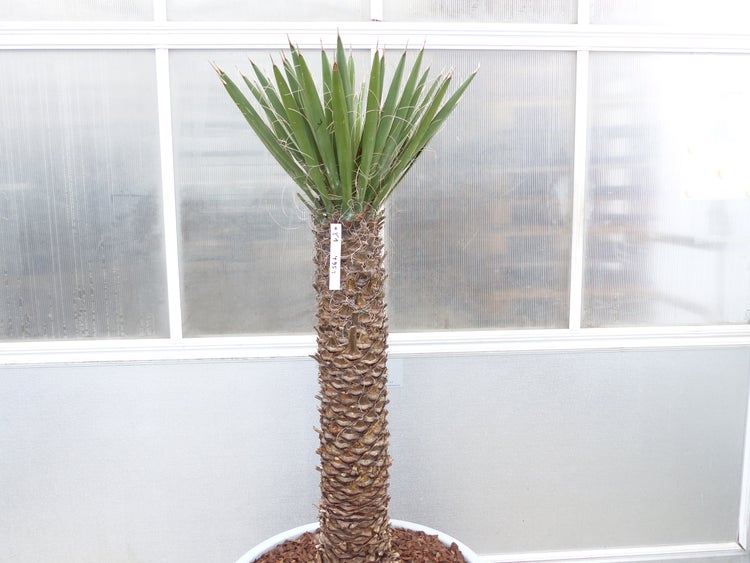 Yucca Filifera, 158 cm Stamm 78 cm Tambasi Yucca, winterhart -13 Grad