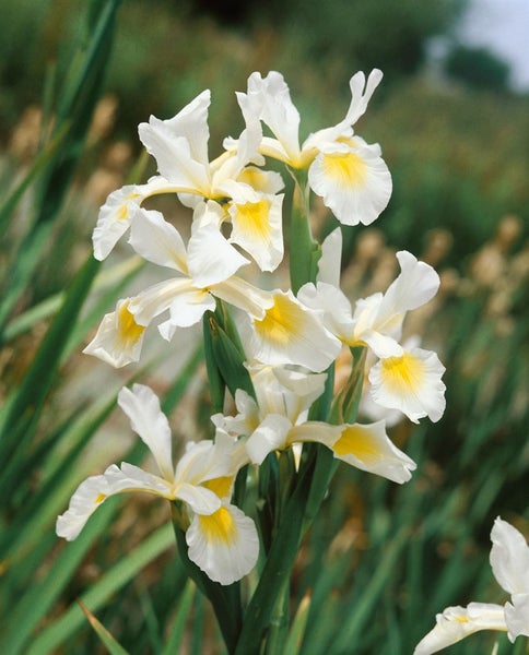 Nahaufnahme einer Gruppe von Irisblüten mit weißen Blütenblättern und gelben Akzenten