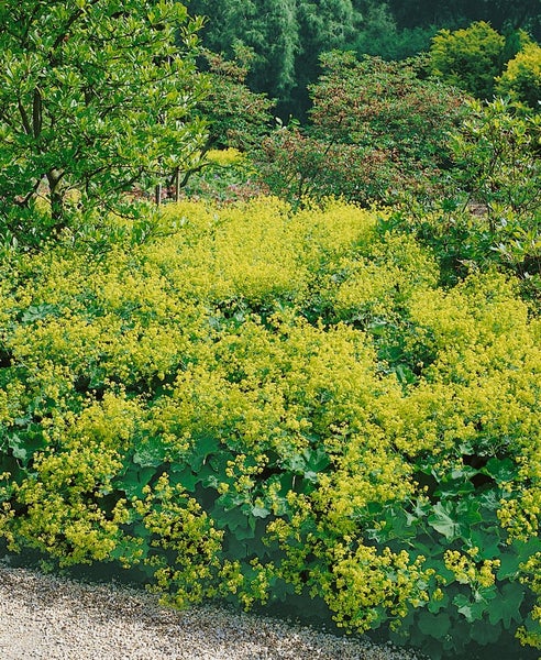 Szene mit Frauenmantel im Garten