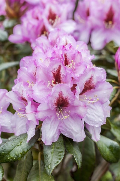 Rhododendron Hybr. 'Diadem', Rhododendron, rosa Blüten, 30–40 cm