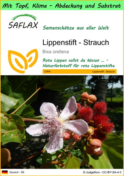 SAFLAX Garden to go - Lippenstift - Strauch - Bixa orellena - 20 Samen - Mit Topf, Klima - Deckel und Anzuchtsubstrat
