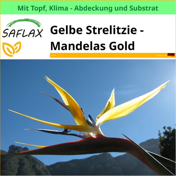 Gelbe Strelitzie Mandelas Gold im Topf mit Klimaabdeckung und Substrat