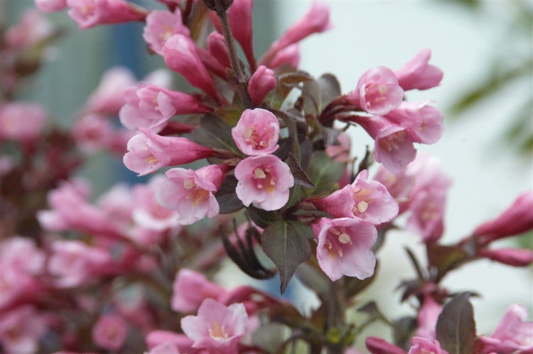 Weigela florida 'Purpurea', Weigelie, purpur, ca. 11x11 cm Topf