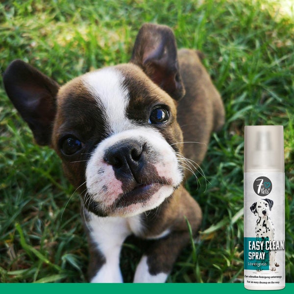 Easy Clean Spray – Reinigungsspray für Hunde unterwegs – Schnell wirksam gegen Schmutz & Gerüche – Ideal für Pfotenreinigung nach Spaziergängen – Praktisch & erfrischend – 200 ml
