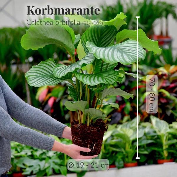 Calathea Orbifolia No.19 / 70 - 80 cm