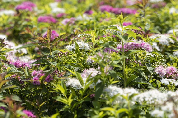 Nahaufnahme einer Spirea-Hecke mit rosa-weissen Blüten.
