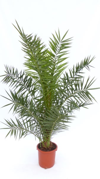 Palme XXL 180 cm Phoenix canariensis, kanarische Dattelpalme, winterhart