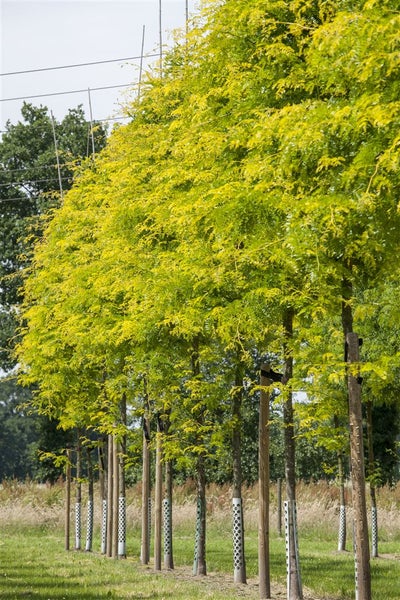 Gleditsia triacanthos 'Sunburst', Gold-Gleditschie, 125–150 cm