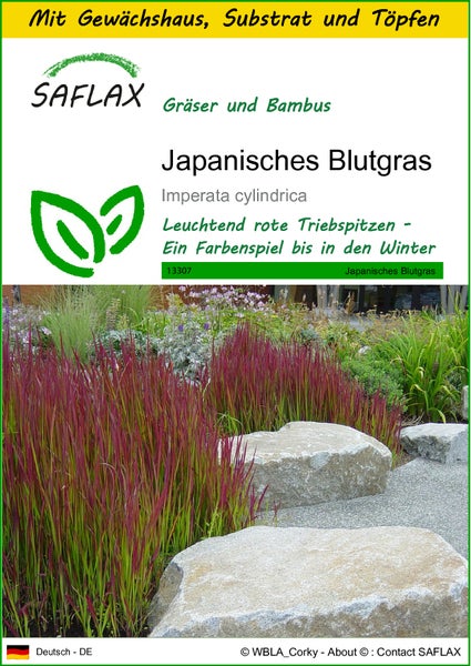 SAFLAX Anzucht Set - Japanisches Blutgras - Imperata cylindrica - 50 Samen - Mit Mini-Gewächshaus, Anzuchtsubstrat und 2 Töpfen