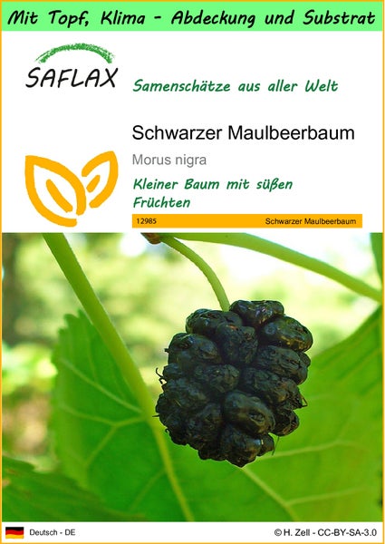 SAFLAX Garden to go - Schwarzer Maulbeerbaum - Morus nigra - 200 Samen - Mit Topf, Klima - Deckel und Anzuchtsubstrat