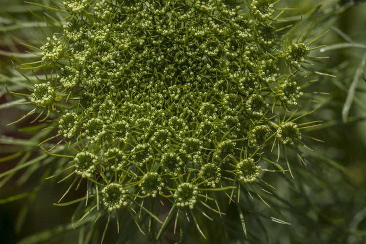 Anethum graveolens, Dill, aromatisch, ca. 11x11 cm Topf