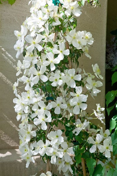 Clematis montana 'Grandiflora', weiße Blüten, 60–100 cm