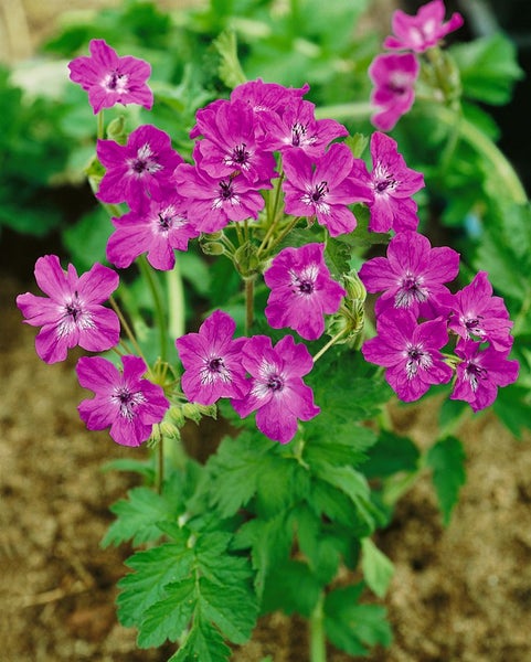 Erodium manescavii, Storchschnabel, rosa Blüten, ca. 9x9 cm Topf