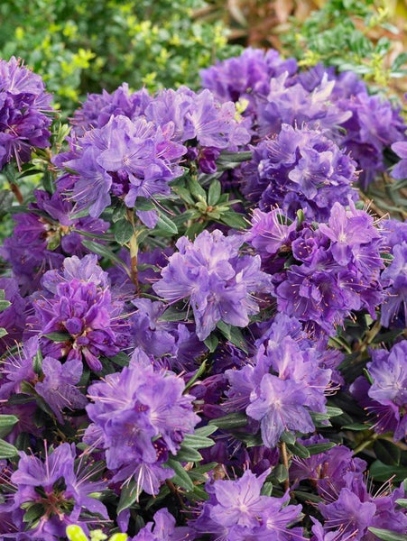 Rhododendron russatum 'Gletschernacht', violettblau, 20–25 cm