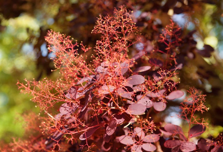 Cotinus coggygria 'Royal Purple', Perückenstrauch, purpurrot, 60–80 cm