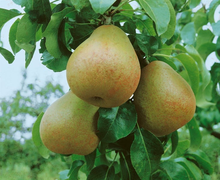 Pyrus communis 'Gellerts Butterbirne', Birne, 150–200 cm